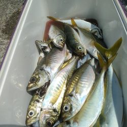 アジ釣り