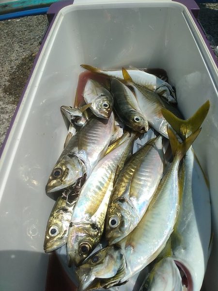 アジ釣り