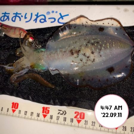 エギング朝まづめ