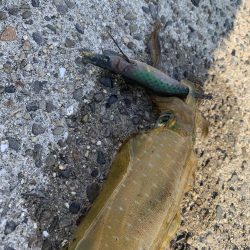 新子 アオリイカ