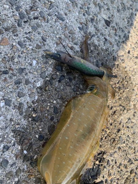 新子　アオリイカ