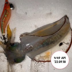 エギング堤防朝まづめ