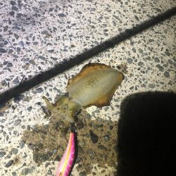 西舞鶴 9/9 夜イカ