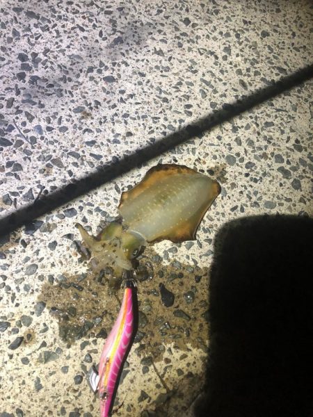 西舞鶴　9/9 夜イカ