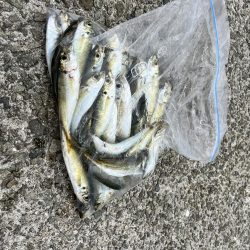 台風前のサビキ釣り