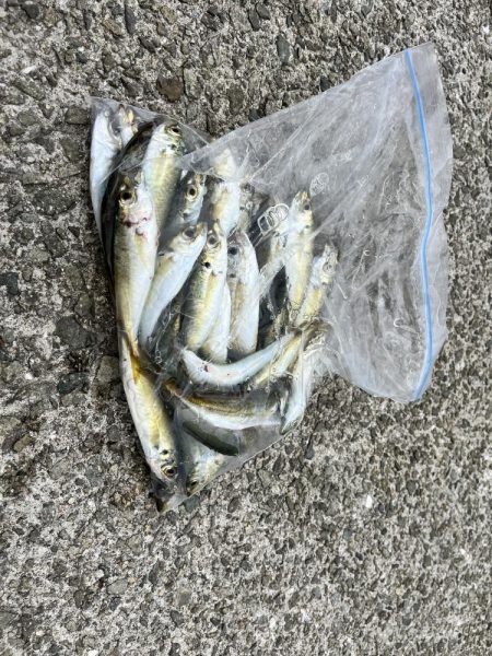 台風前のサビキ釣り