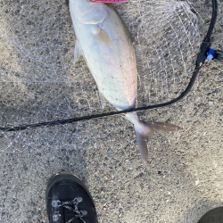 ショアジギング　シオ