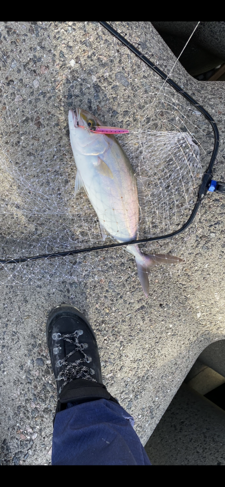 ショアジギング　シオ