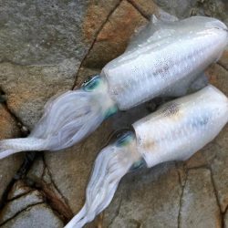 旬の青物は美味しい