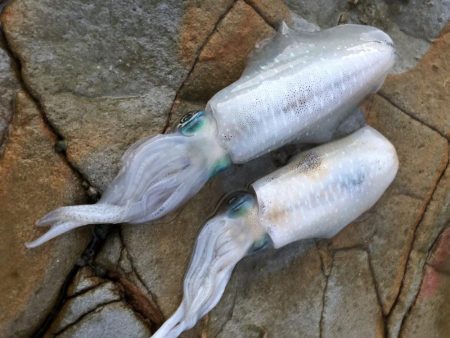 旬の青物は美味しい