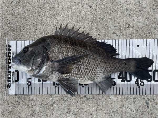 イチノ兄弟、釣果！