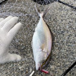 釣り上げられて涙するシオ