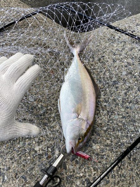 釣り上げられて涙するシオ