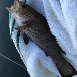 ガッシーがいない\\(//∇//)\\