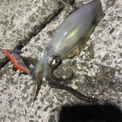 アオリイカ新子とシーラ