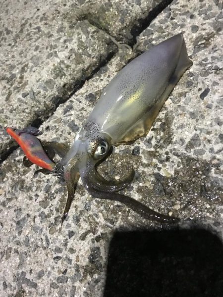 アオリイカ新子とシーラ