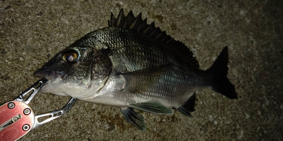 アジがいなくライトゲームは苦戦