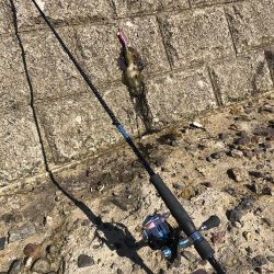 アオリイカですよ。