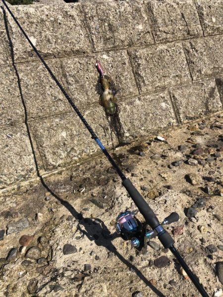 アオリイカですよ。