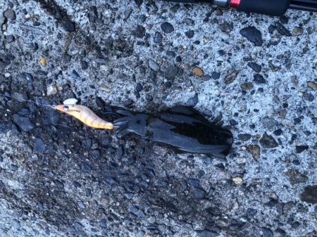 朝マヅメエギング