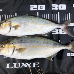 40ぐらいのシオ×2