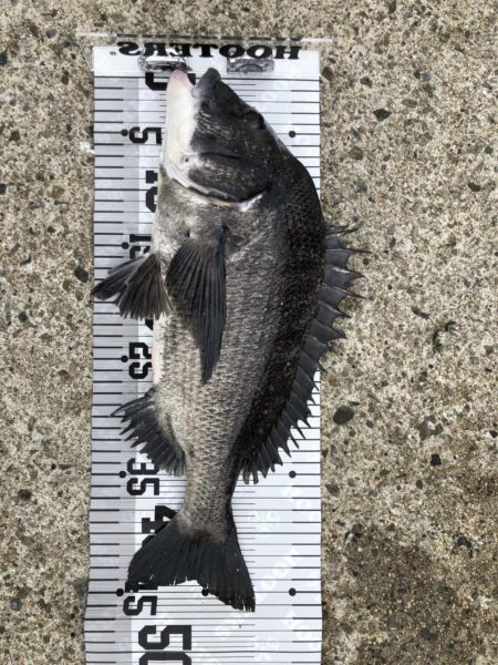 イチノ兄弟、釣果!