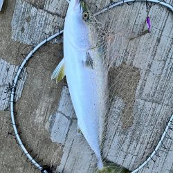 グッドコンディションのメジロ