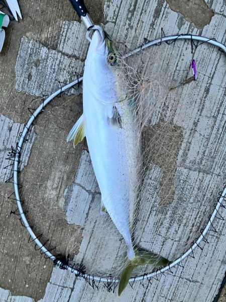 グッドコンディションのメジロ