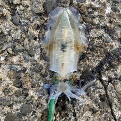 今年初エギング