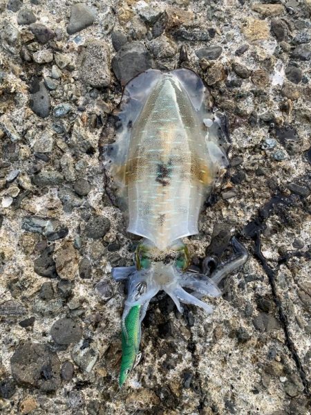 今年初エギング