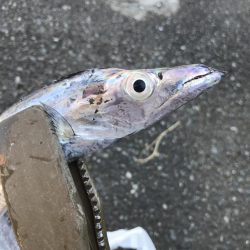 朝マズメの太刀魚釣り