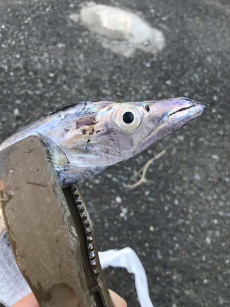 朝マズメの太刀魚釣り