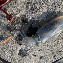 新子サイズしかおらんっ笑笑