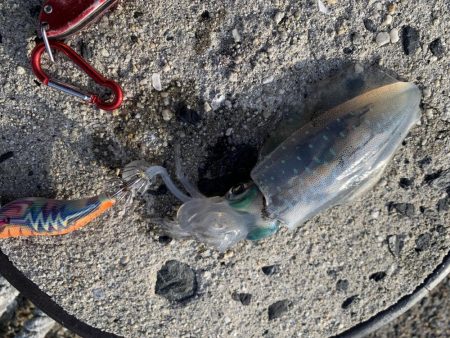 新子サイズしかおらんっ笑笑