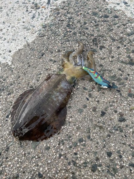 久しぶりのアオリイカ