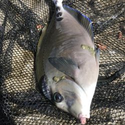 カゴ釣りでグレGET