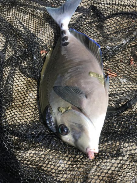 カゴ釣りでグレGET