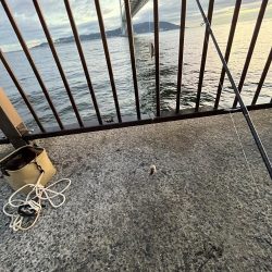 雨上がりのサビキ