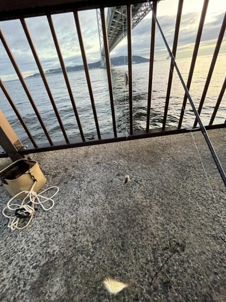 雨上がりのサビキ