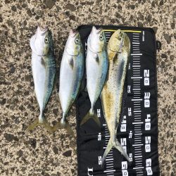 ハマチとシイラ