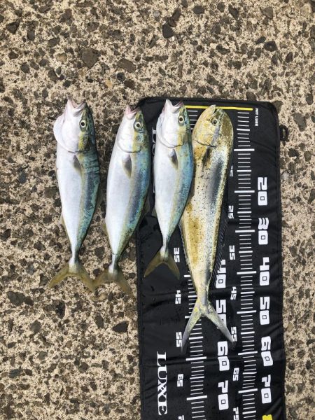 ハマチとシイラ