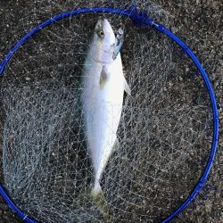 まさかのシーラ