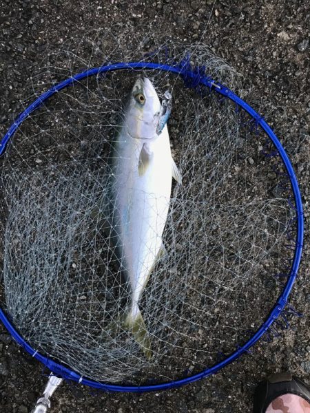 まさかのシーラ