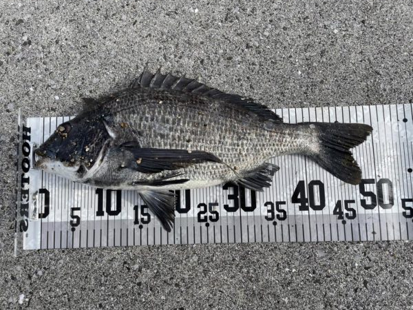 イチノ兄弟、釣果！