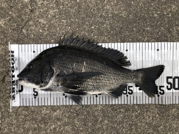 イチノ兄弟、釣果!