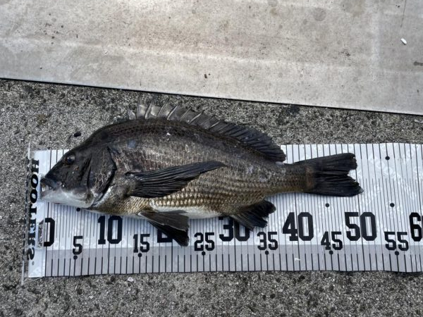 イチノ兄弟、釣果！