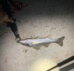 ライトショアジギング