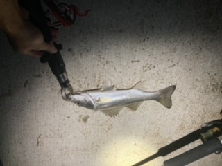 ライトショアジギング