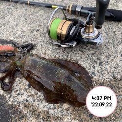 エギング夕まづめ