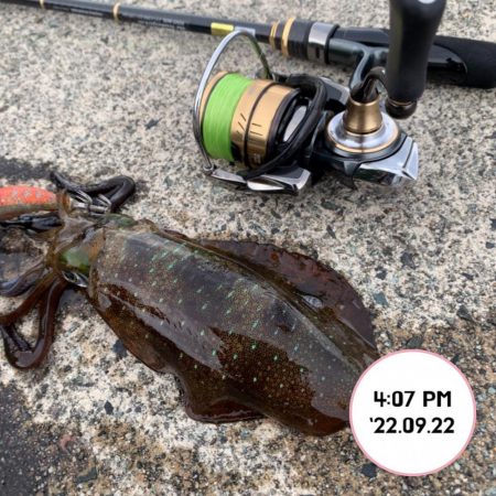 エギング夕まづめ